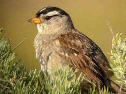 white_crowned_sparrow.jpg (135698 bytes)